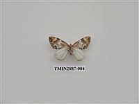 藏品(尺蛾616)的圖片